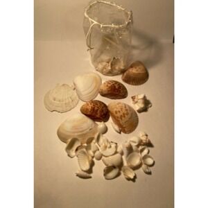 Pottery Barn Bag of Natural Beach Sea Shells Vase Filler Decor 30 Oz In Bag